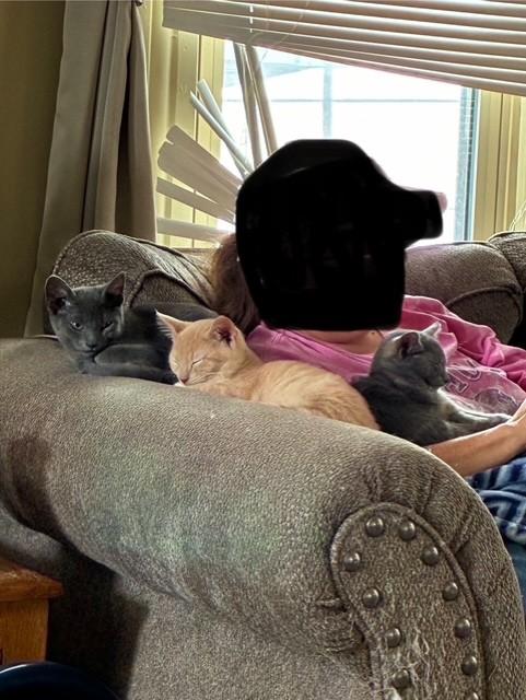 Princess, ADOPTABLE, Kitten Female Domestic Short Hair.