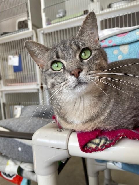 Enlarge Mimi, a ADOPTABLE Domestic Short Hair in Hayward, WI image 1/1