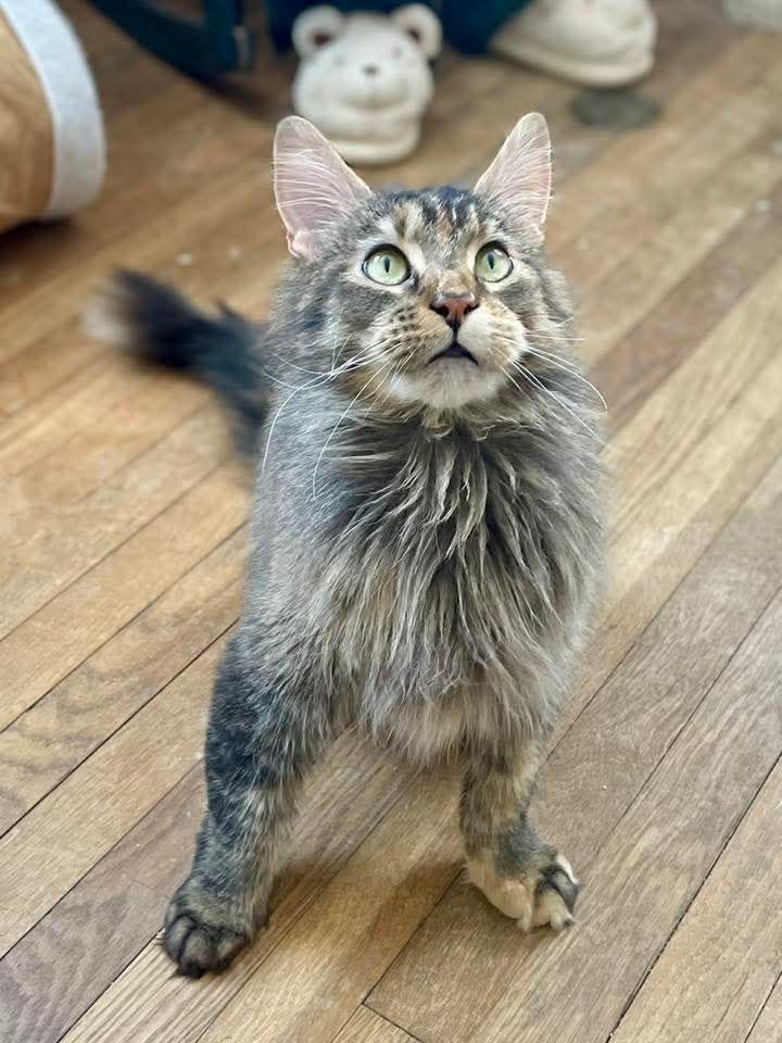 Renee, adopted, Young Female Maine Coon & Domestic Medium Hair.