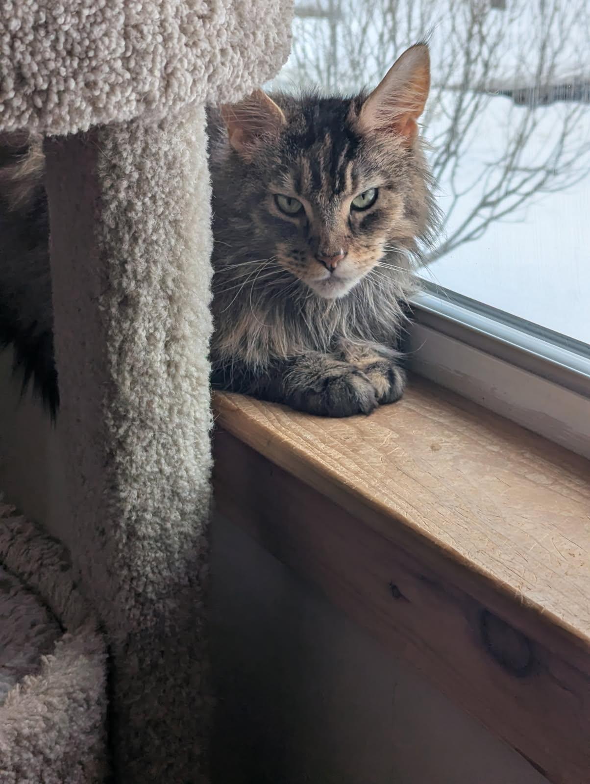 Renee, an adopted mixed breed in North Billerica, MA image 3/3