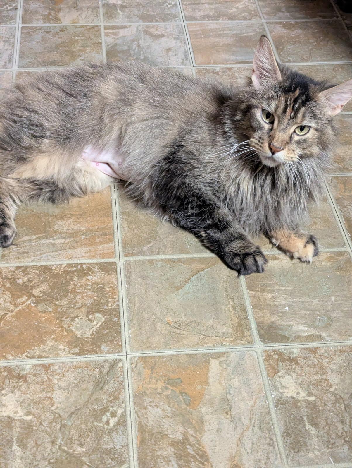 Renee, an adopted mixed breed in North Billerica, MA image 2/3