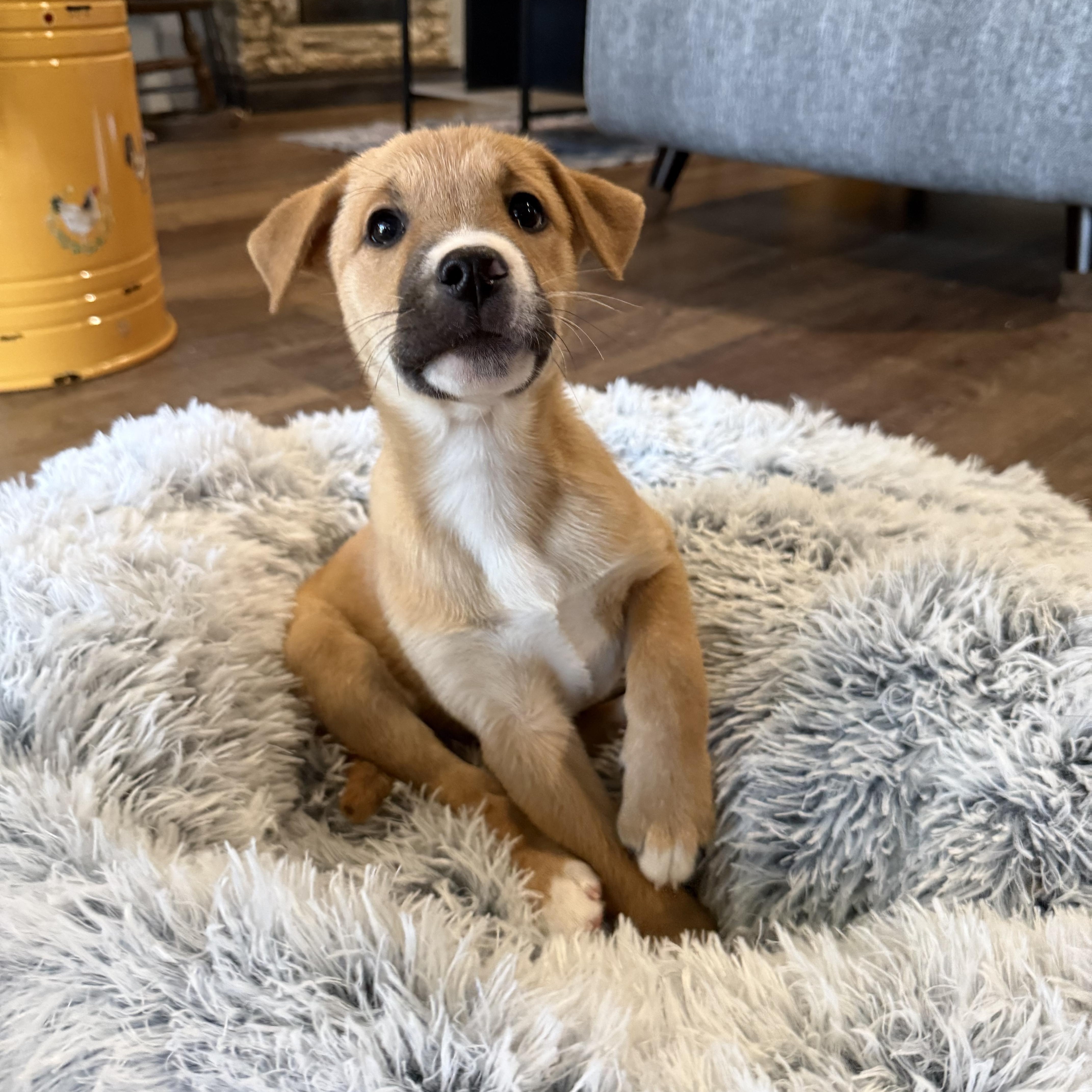 Enlarge Sierra, a Adoptable mixed breed in Seattle, WA image 2/6