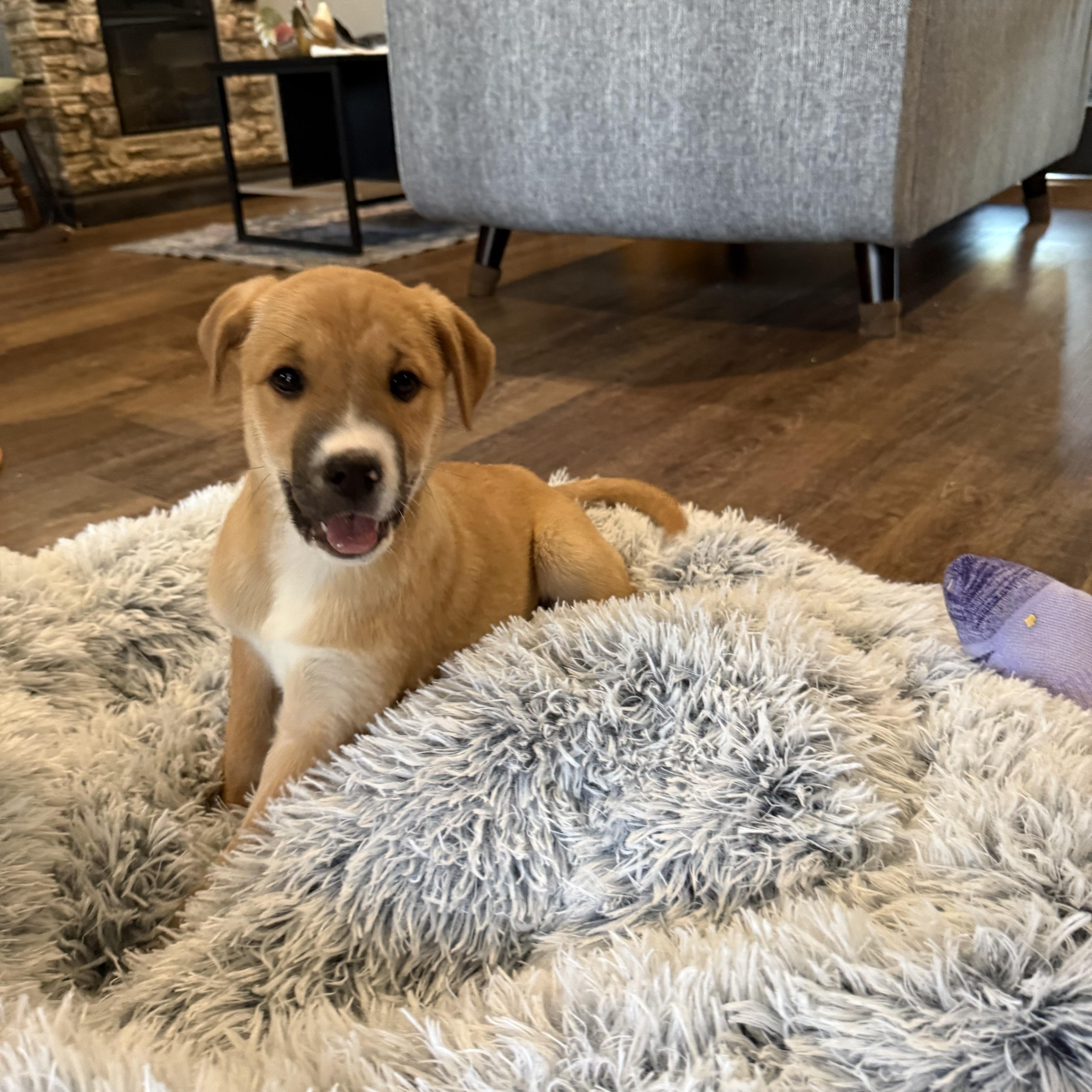 Enlarge Sierra, a Adoptable mixed breed in Seattle, WA image 1/6