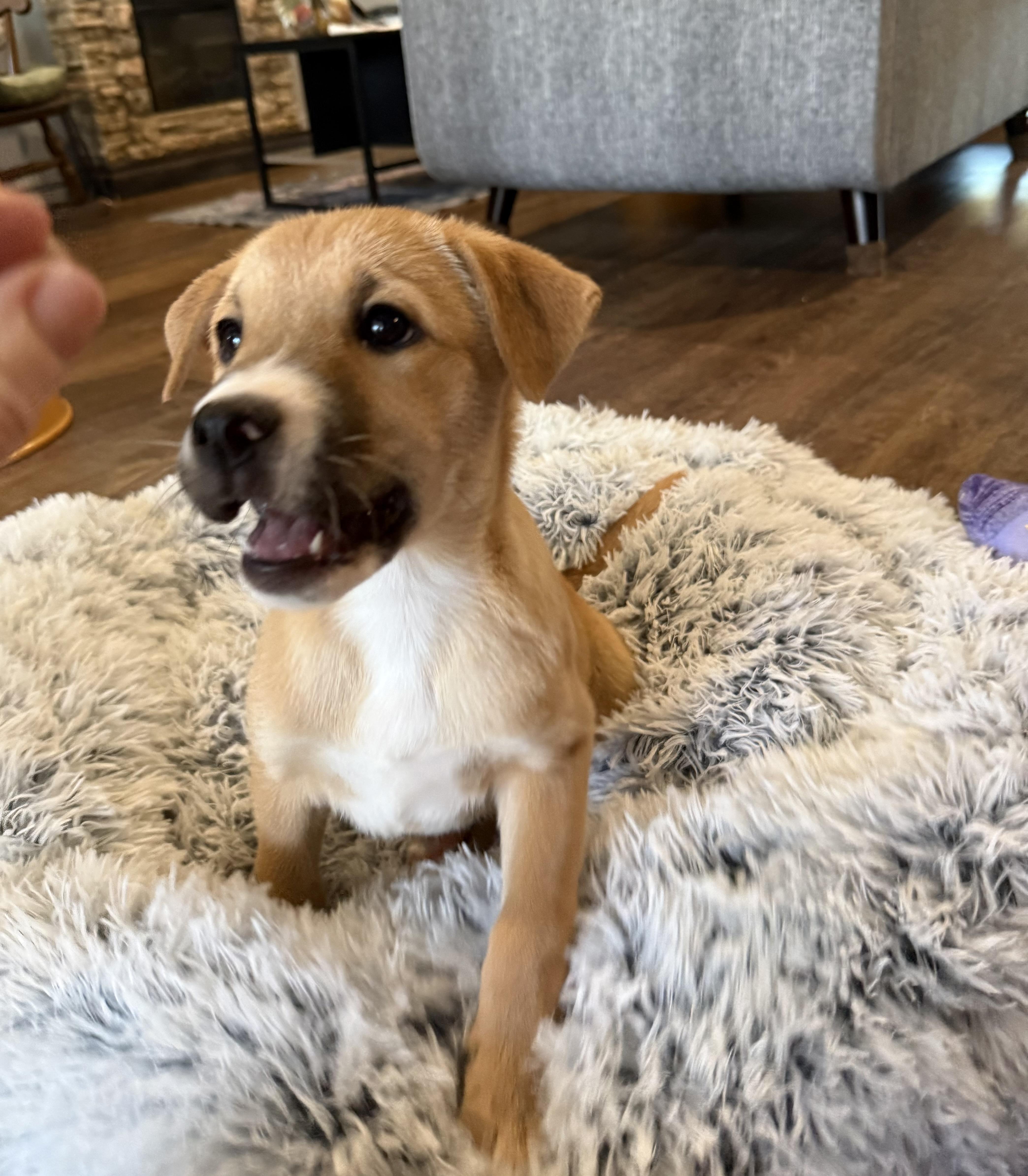 Enlarge Sierra, a Adoptable mixed breed in Seattle, WA image 5/6