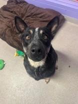 Enlarge Sweet Baby Boi, a ADOPTABLE Mixed Breed in Manitowoc, WI image 1/1