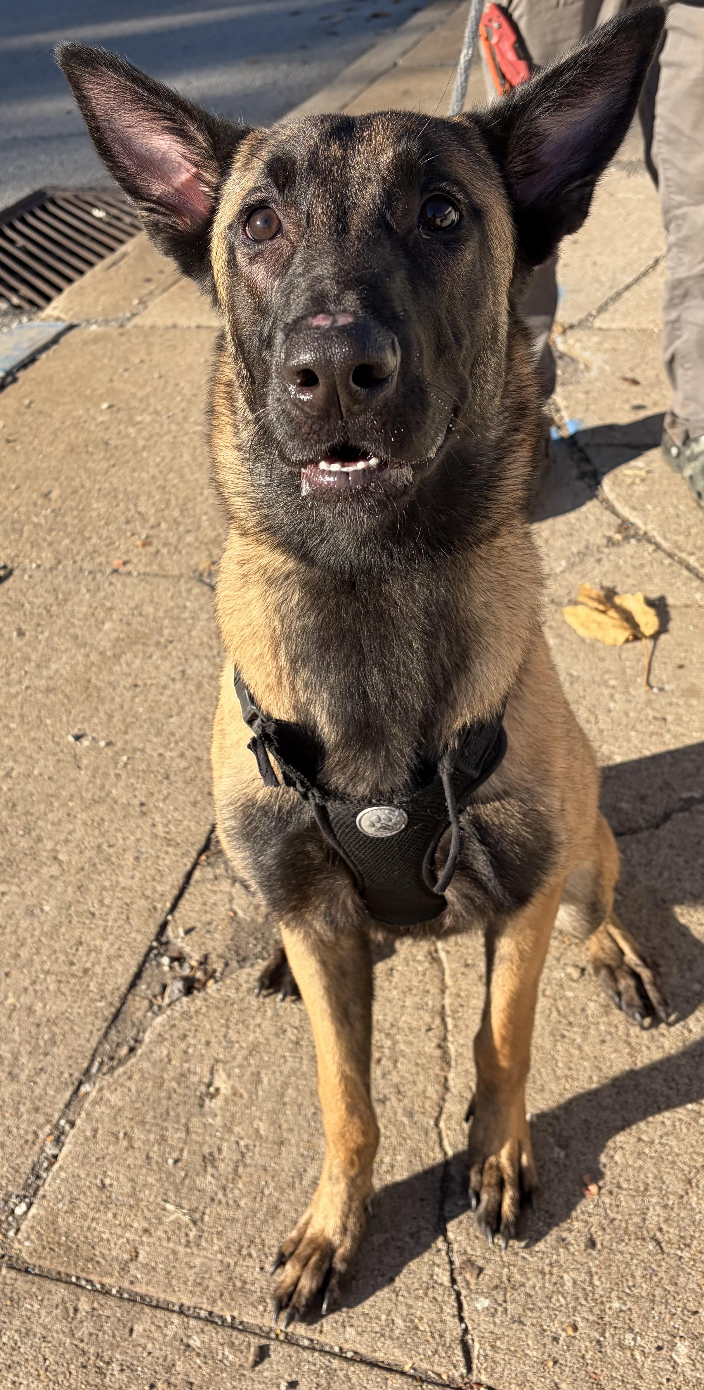 Enlarge Lennon, a Adoptable Belgian Shepherd / Malinois in McKeesport, PA image 2/5