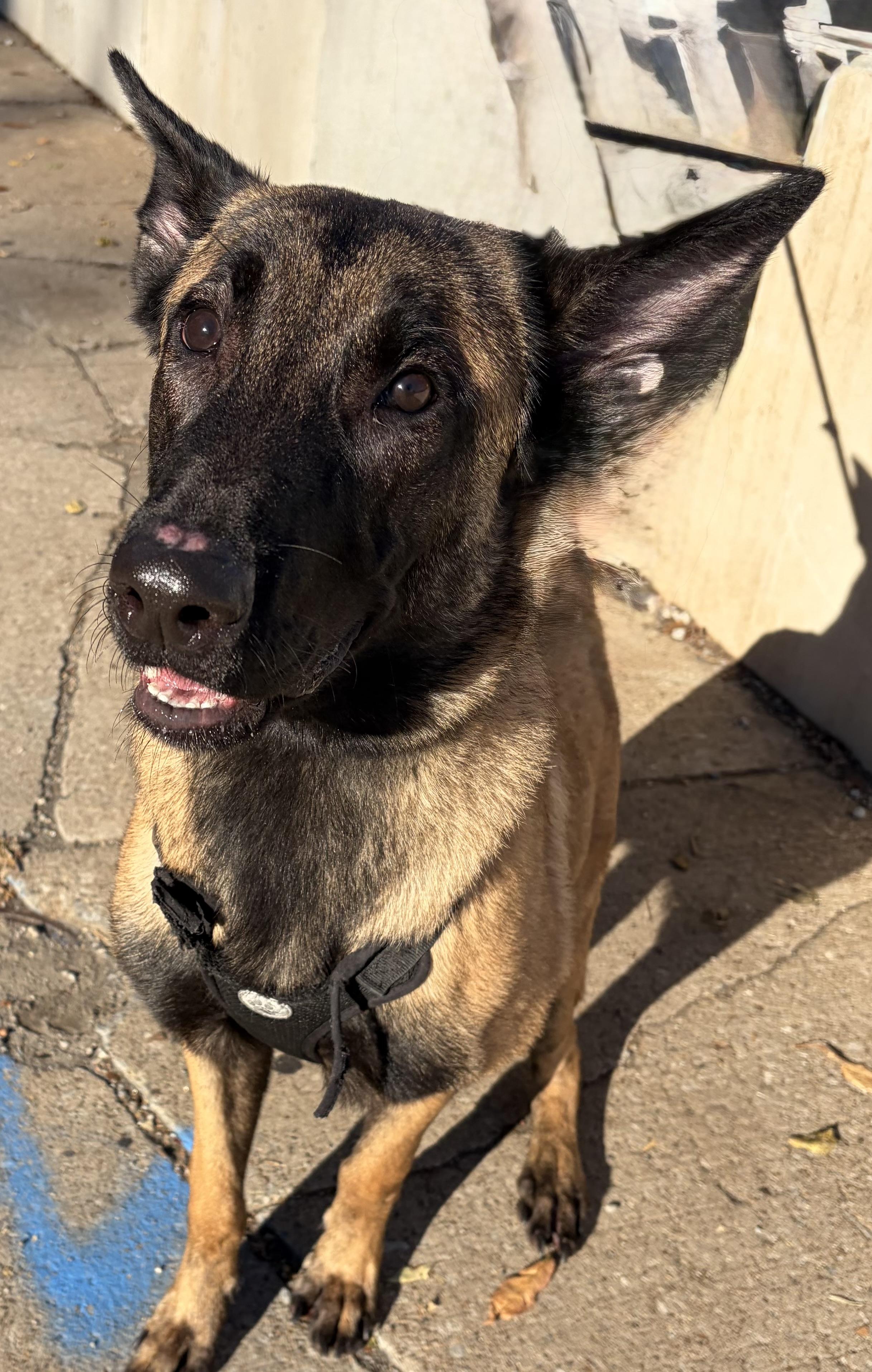 Lennon, Adoptable, Young Male Belgian Shepherd / Malinois.