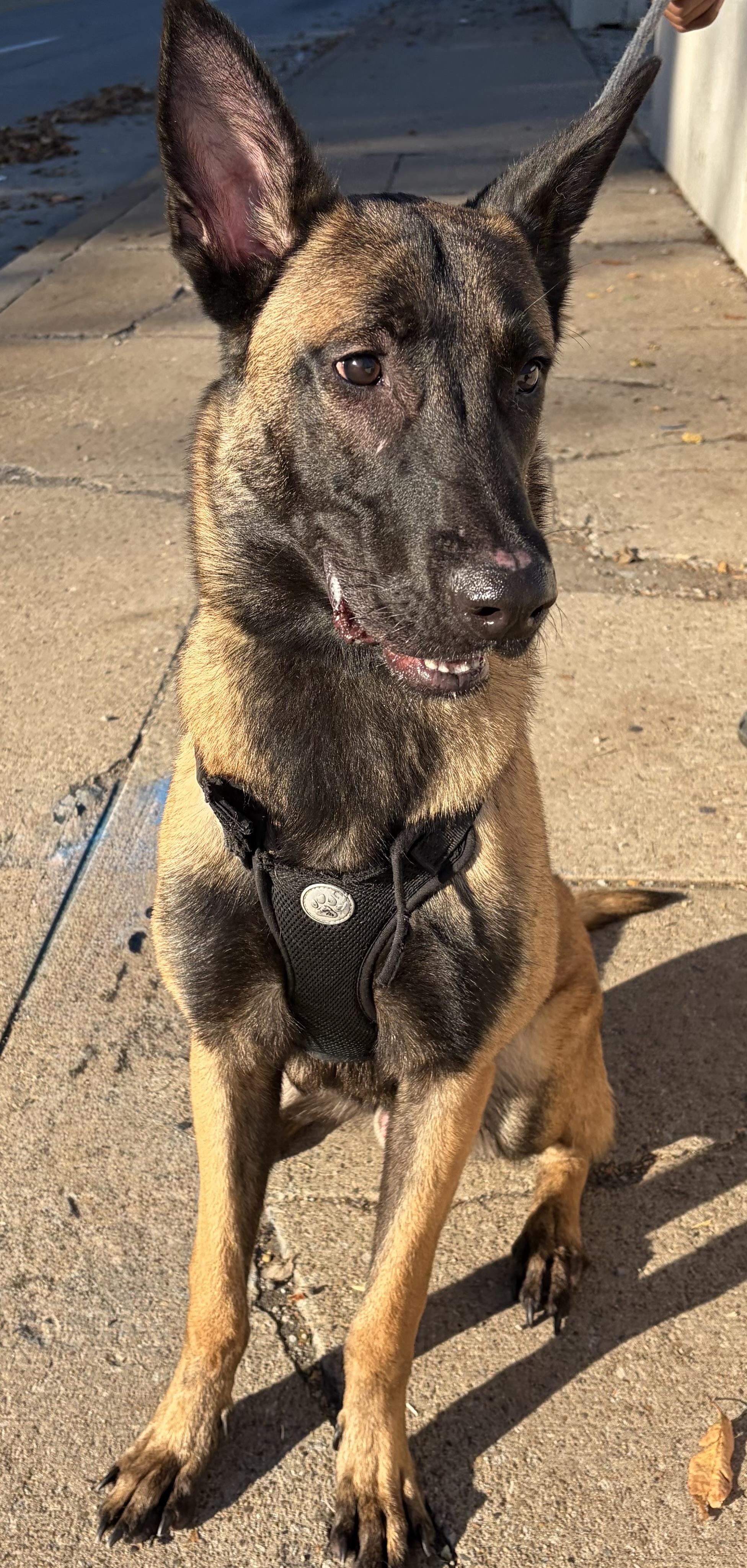 Enlarge Lennon, a Adoptable Belgian Shepherd / Malinois in McKeesport, PA image 3/5