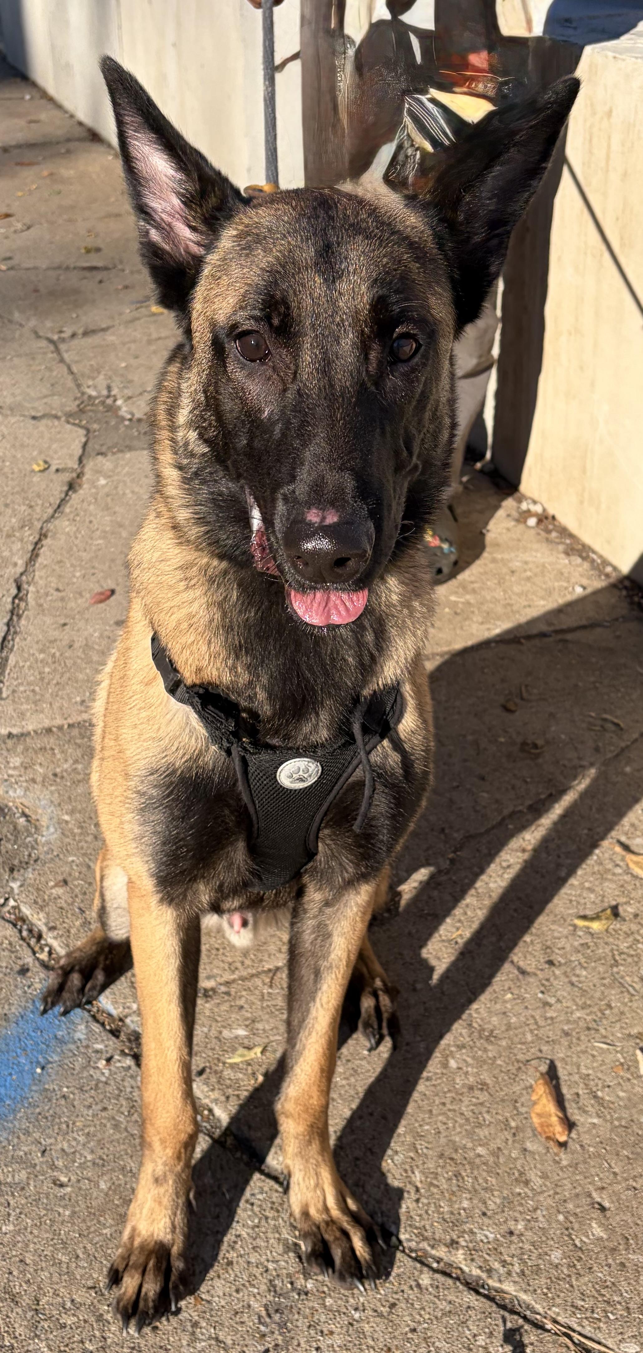 Enlarge Lennon, a Adoptable Belgian Shepherd / Malinois in McKeesport, PA image 5/5