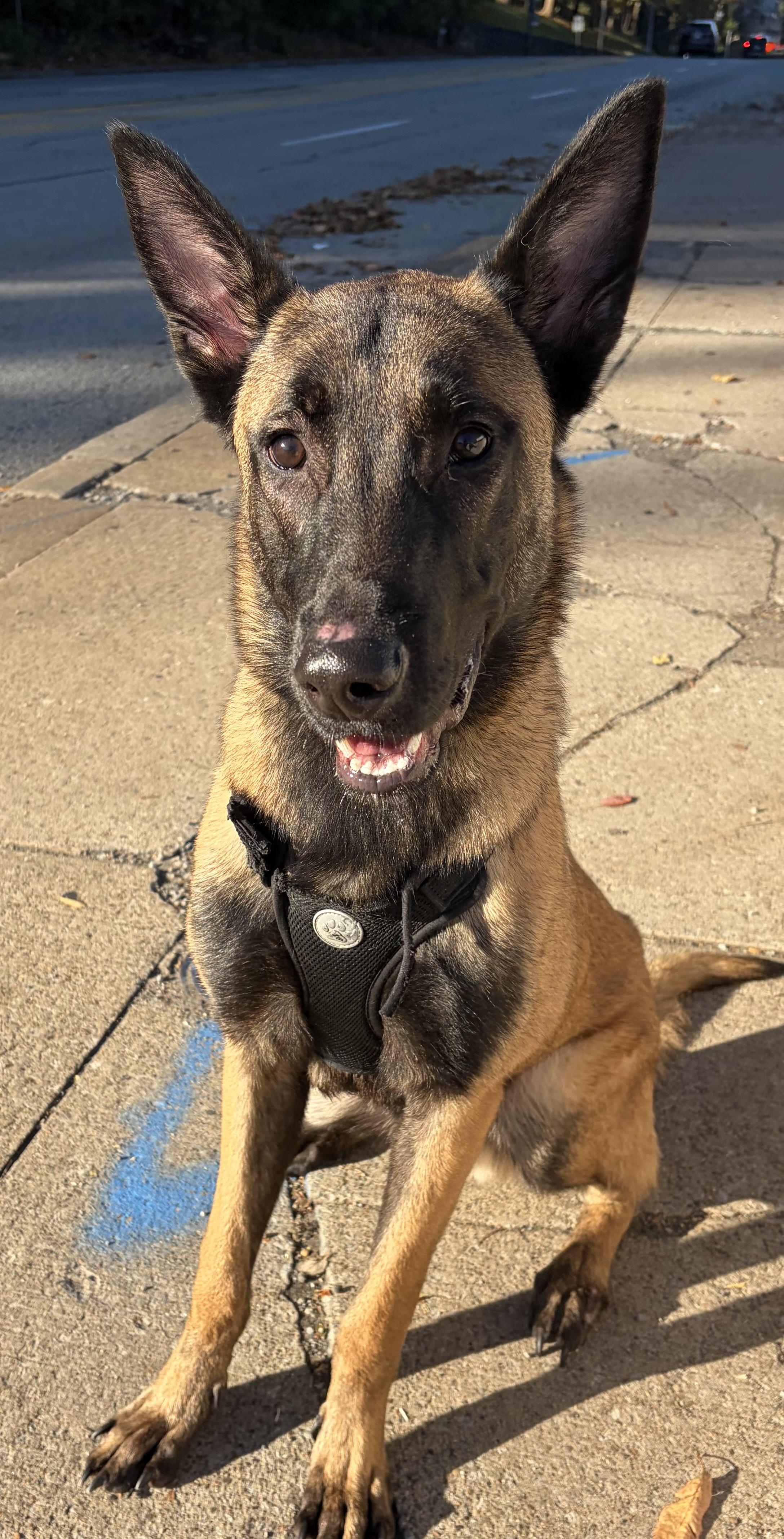 Enlarge Lennon, a Adoptable Belgian Shepherd / Malinois in McKeesport, PA image 4/5