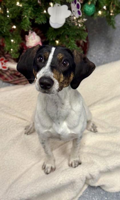 Enlarge Bunny Burkett, a Adoptable Hound in Midland, VA image 1/1