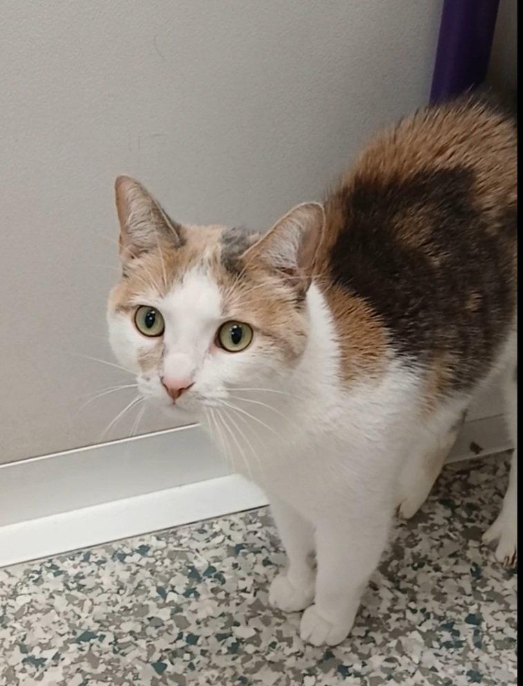 Enlarge Lasagna, a Adoptable mixed breed in Bay City, MI image 1/1