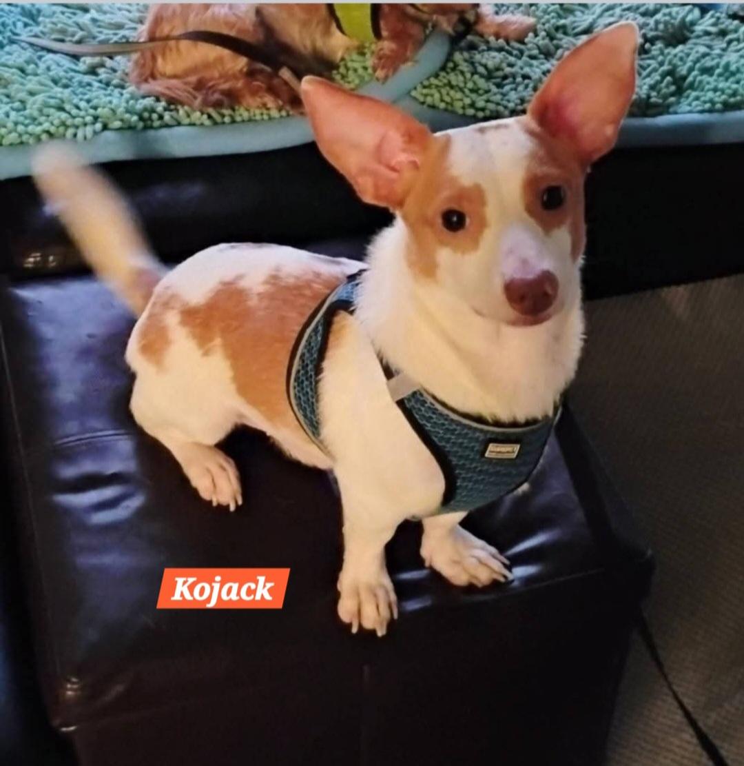 Kojack