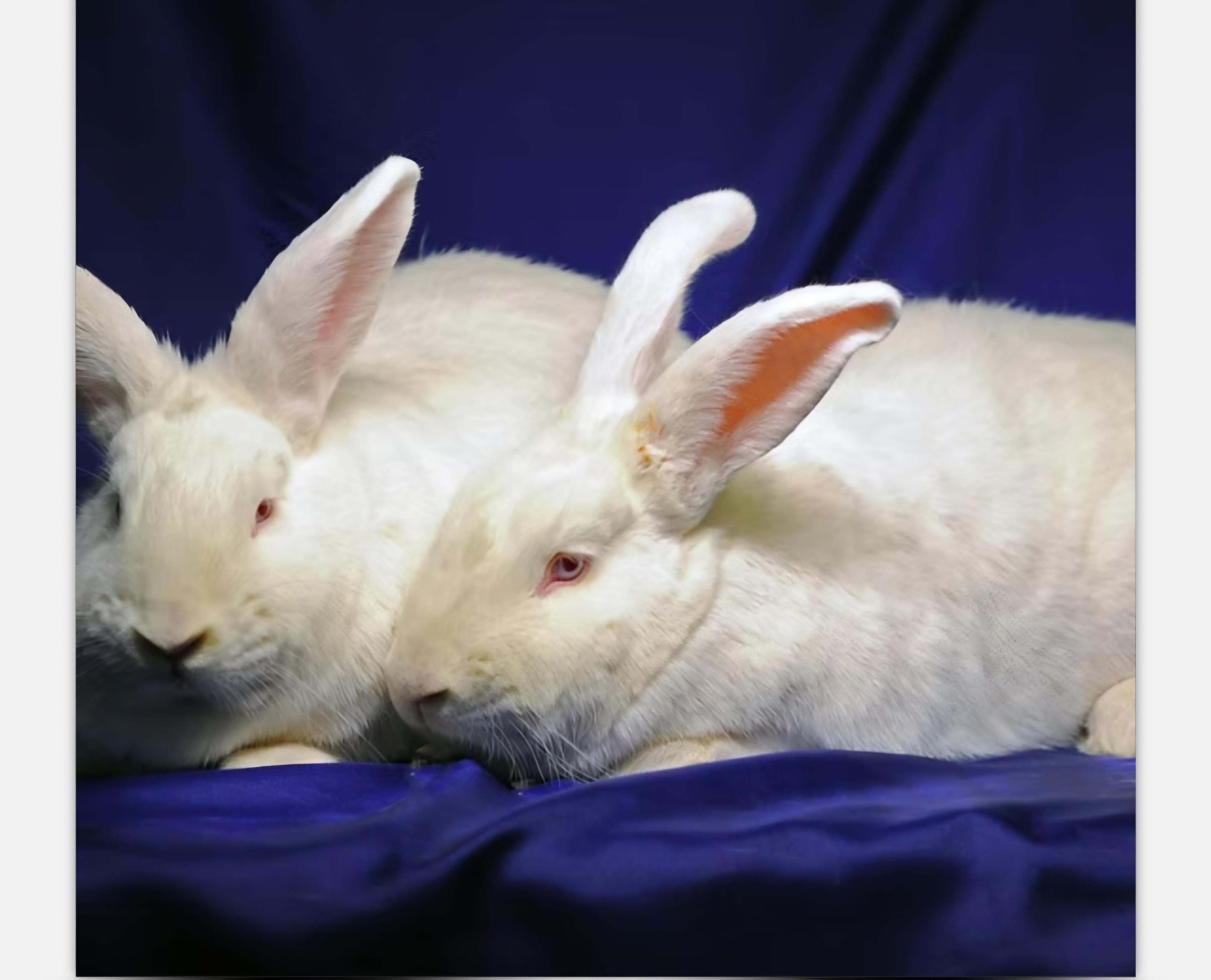 Enlarge Sally with Schroeder, a Adoptable mixed breed in Erie, CO image 1/1
