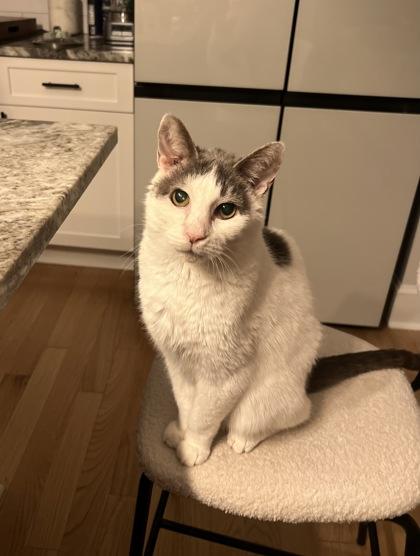 Key - Available in Foster, Adoptable, Senior Male Domestic Short Hair & Domestic Short Hair.