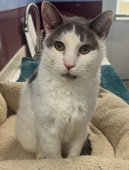 Enlarge Key - Available in Foster, a Adoptable Domestic Short Hair in Madison, NJ image 1/3