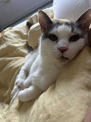 Enlarge Key - Available in Foster, a Adoptable Domestic Short Hair in Madison, NJ image 2/3