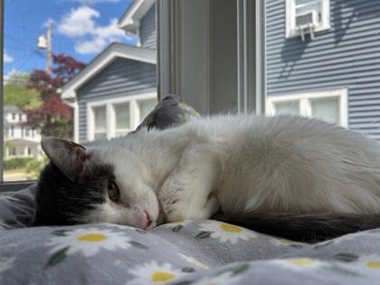 Enlarge Key - Available in Foster, a Adoptable Domestic Short Hair in Madison, NJ image 3/3