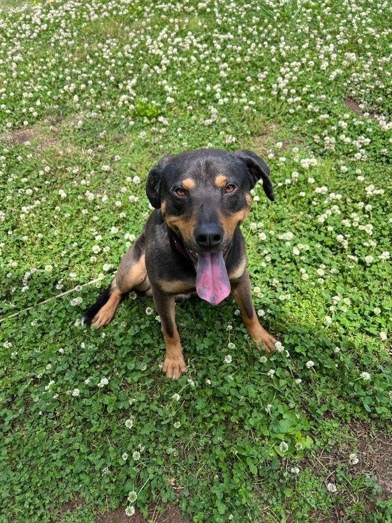 Conley, Adoptable, Young Male Mixed Breed.