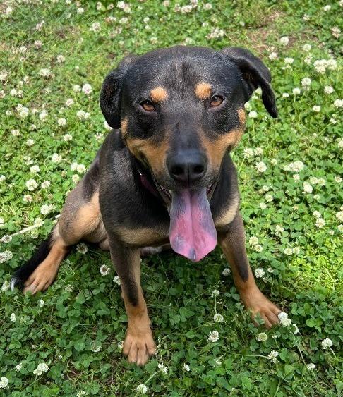 Conley, a Adoptable mixed breed in Chickamauga , GA image 2/4