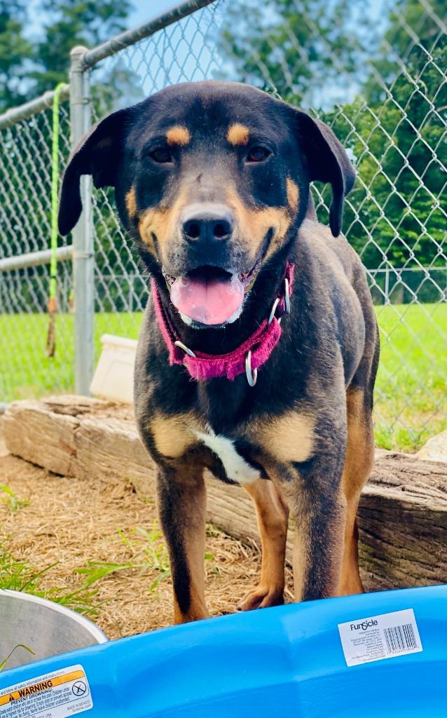 Conley, a Adoptable mixed breed in Chickamauga , GA image 3/4