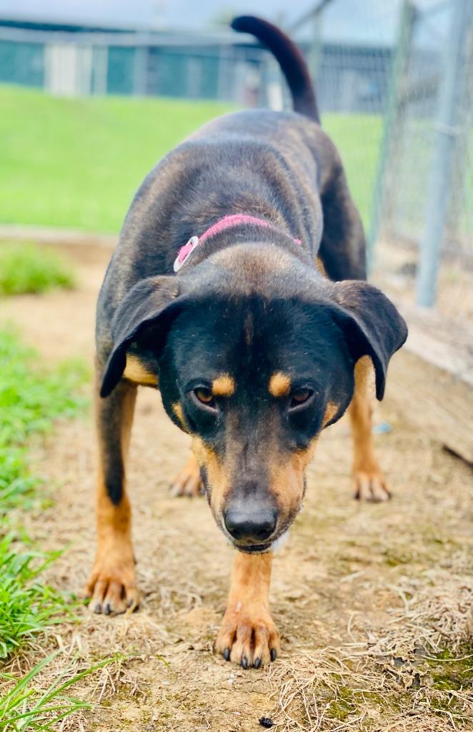 Conley, a Adoptable mixed breed in Chickamauga , GA image 4/4