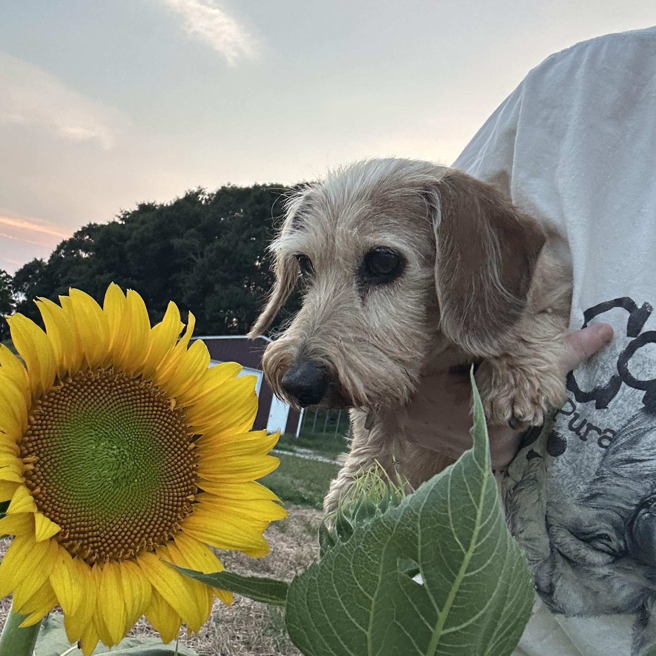 Enlarge Breezy 495, a ADOPTABLE Dachshund in Seneca, SC image 2/3