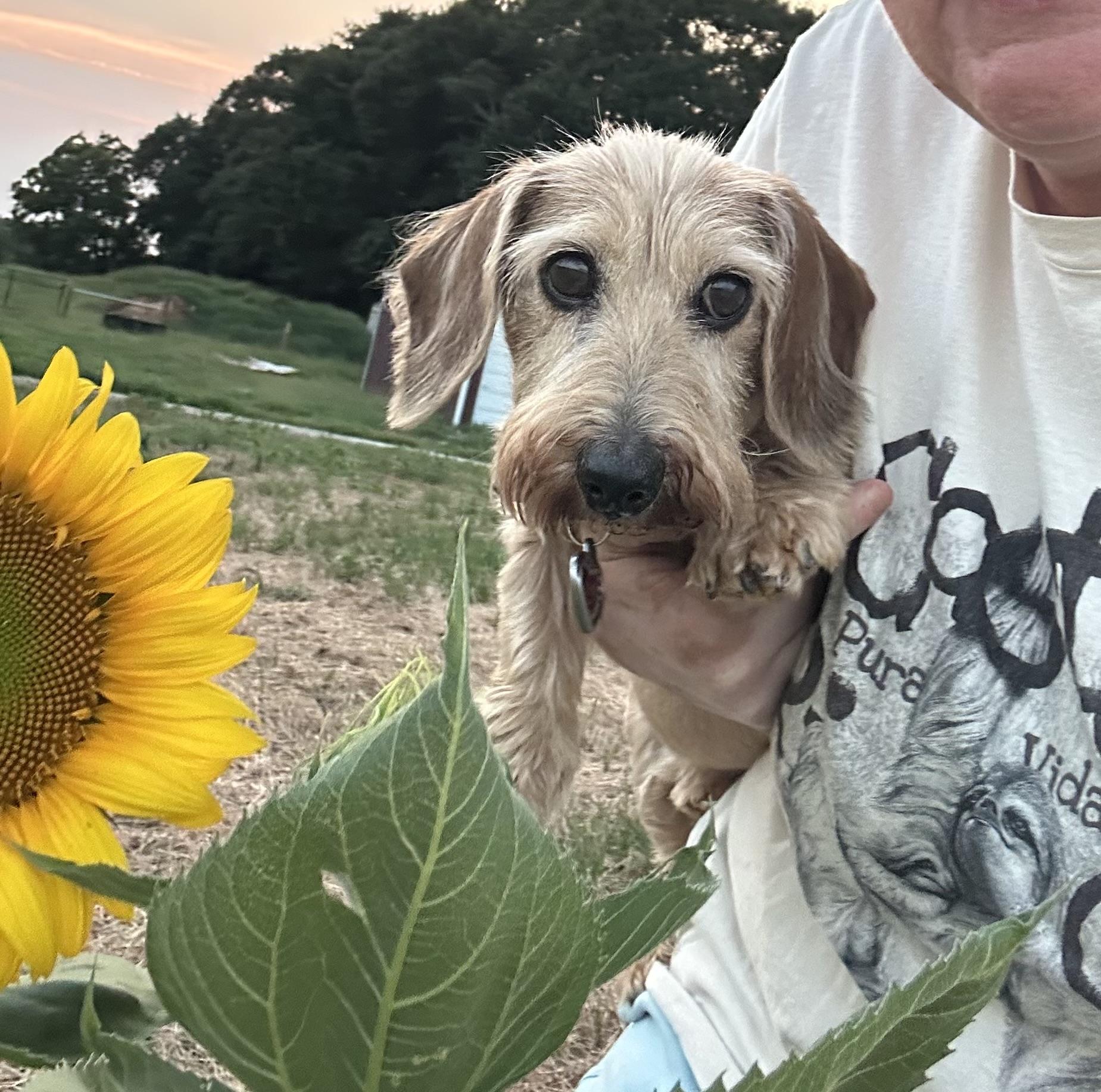Breezy 495, ADOPTABLE, Senior Female Dachshund.