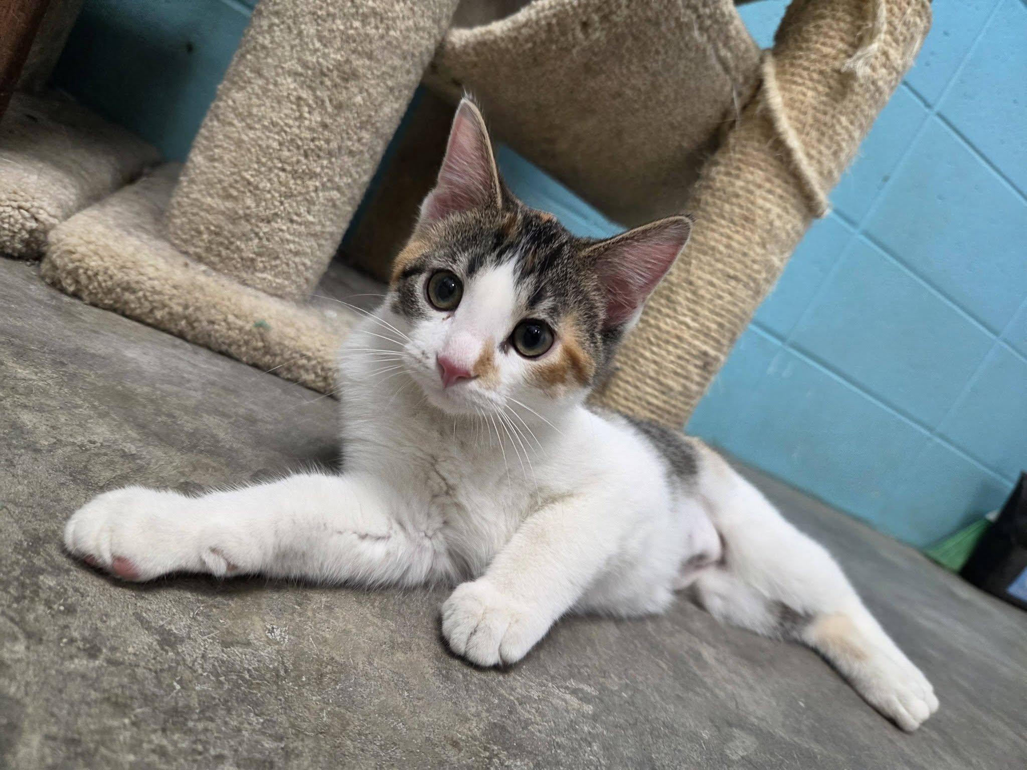 Enlarge Star, an adopted Domestic Short Hair in Chilton, WI image 1/6