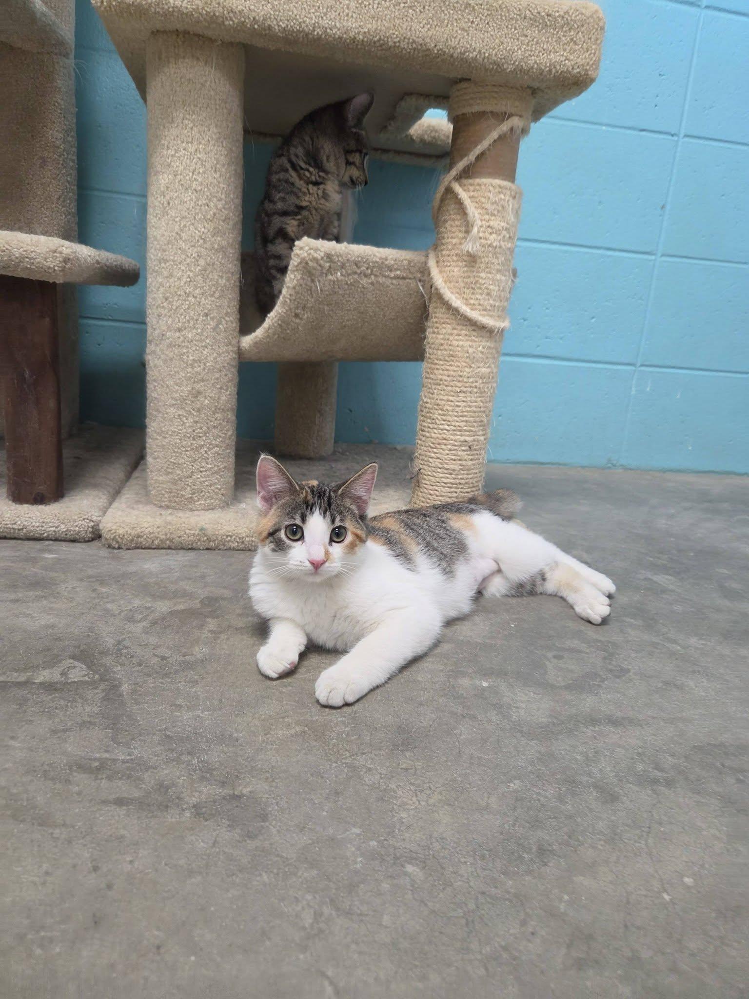 Enlarge Star, an adopted Domestic Short Hair in Chilton, WI image 6/6