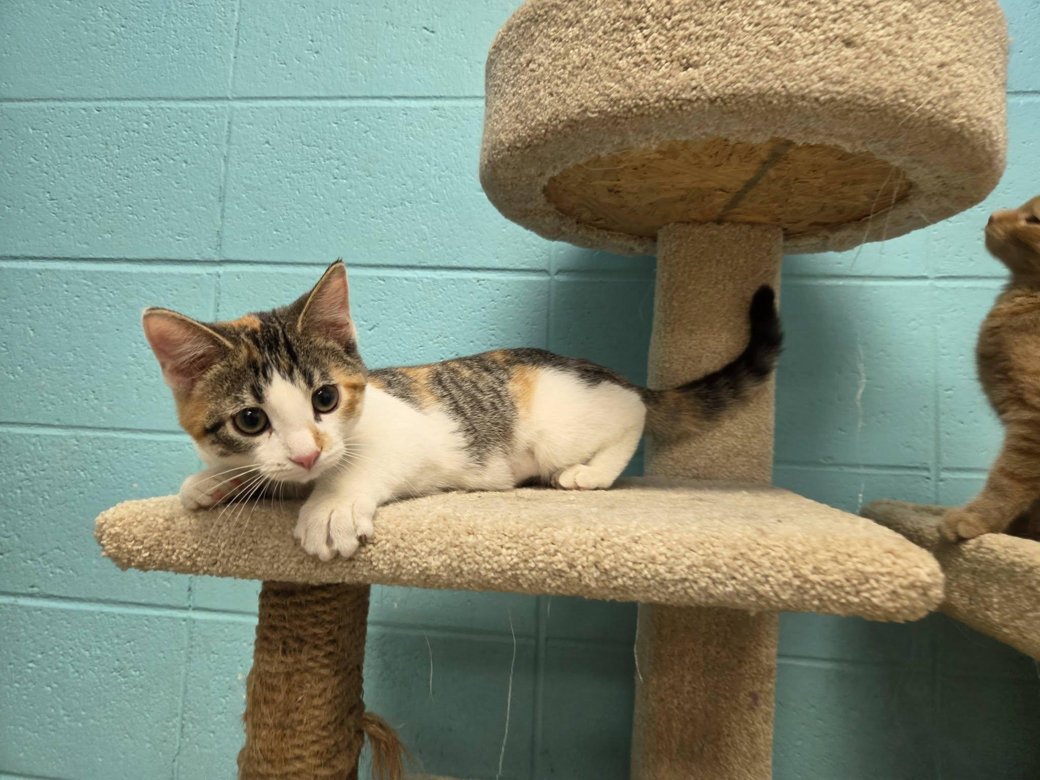 Enlarge Star, an adopted Domestic Short Hair in Chilton, WI image 2/6