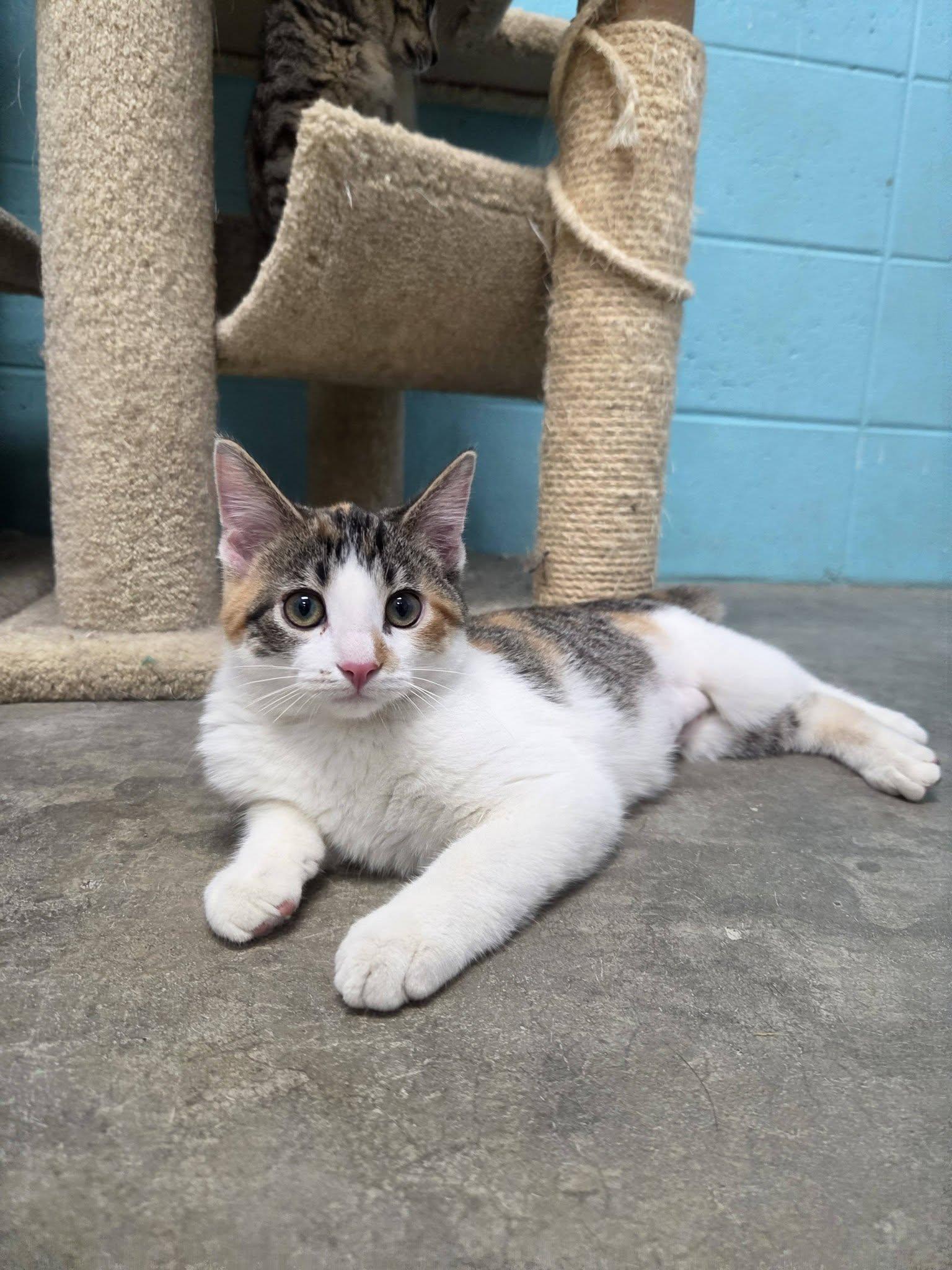 Enlarge Star, an adopted Domestic Short Hair in Chilton, WI image 5/6