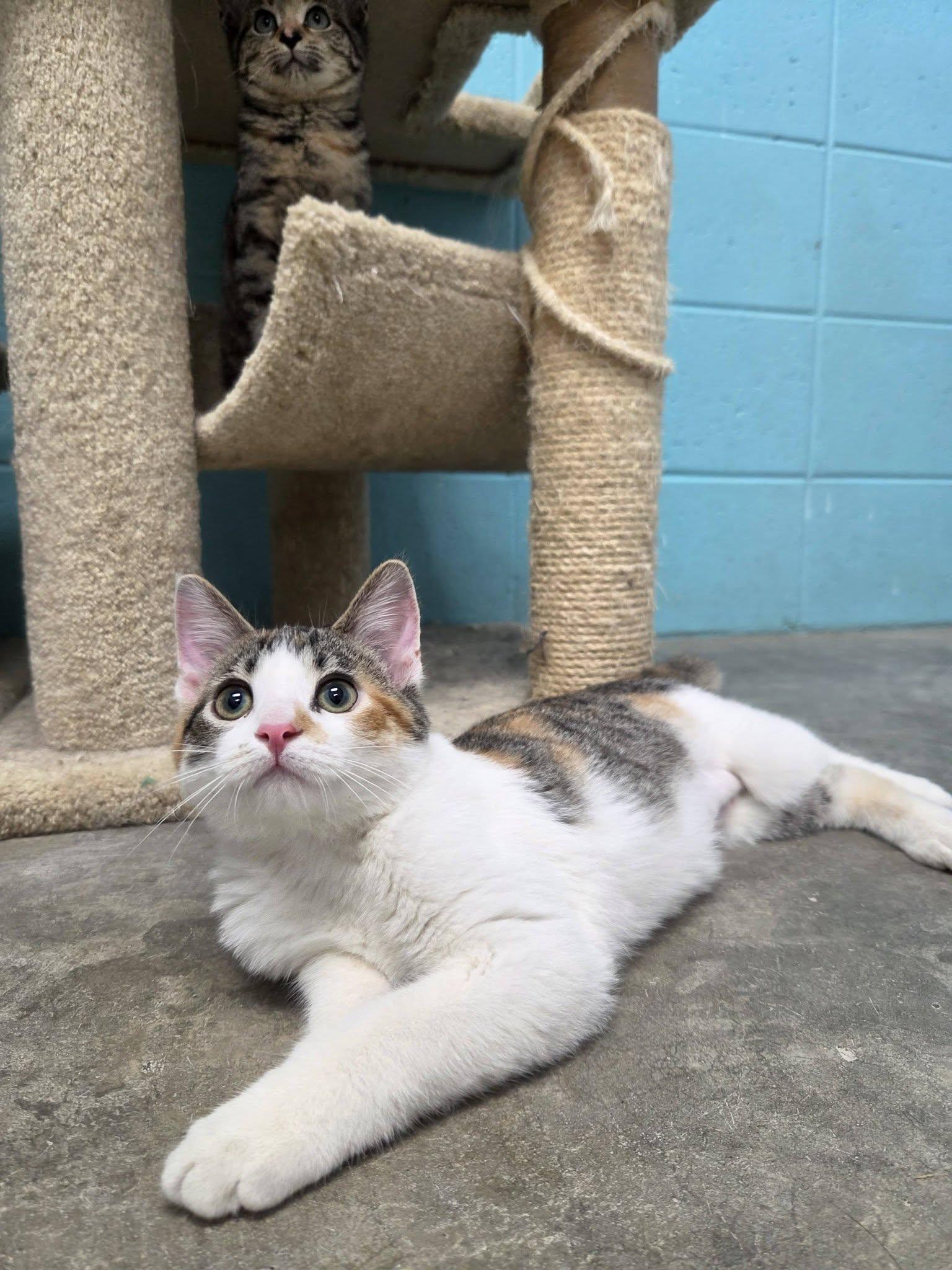 Enlarge Star, an adopted Domestic Short Hair in Chilton, WI image 4/6