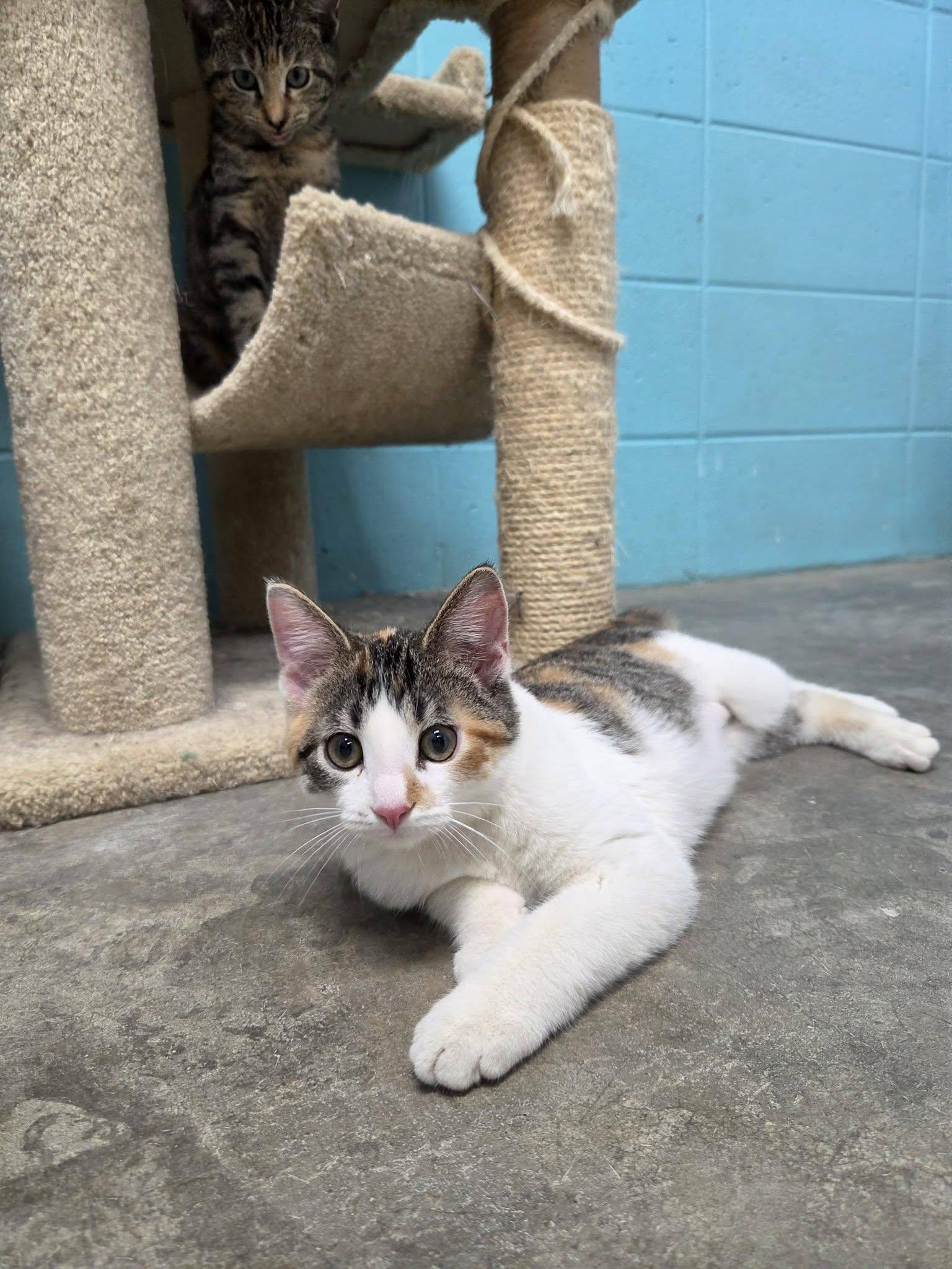 Enlarge Star, an adopted Domestic Short Hair in Chilton, WI image 3/6