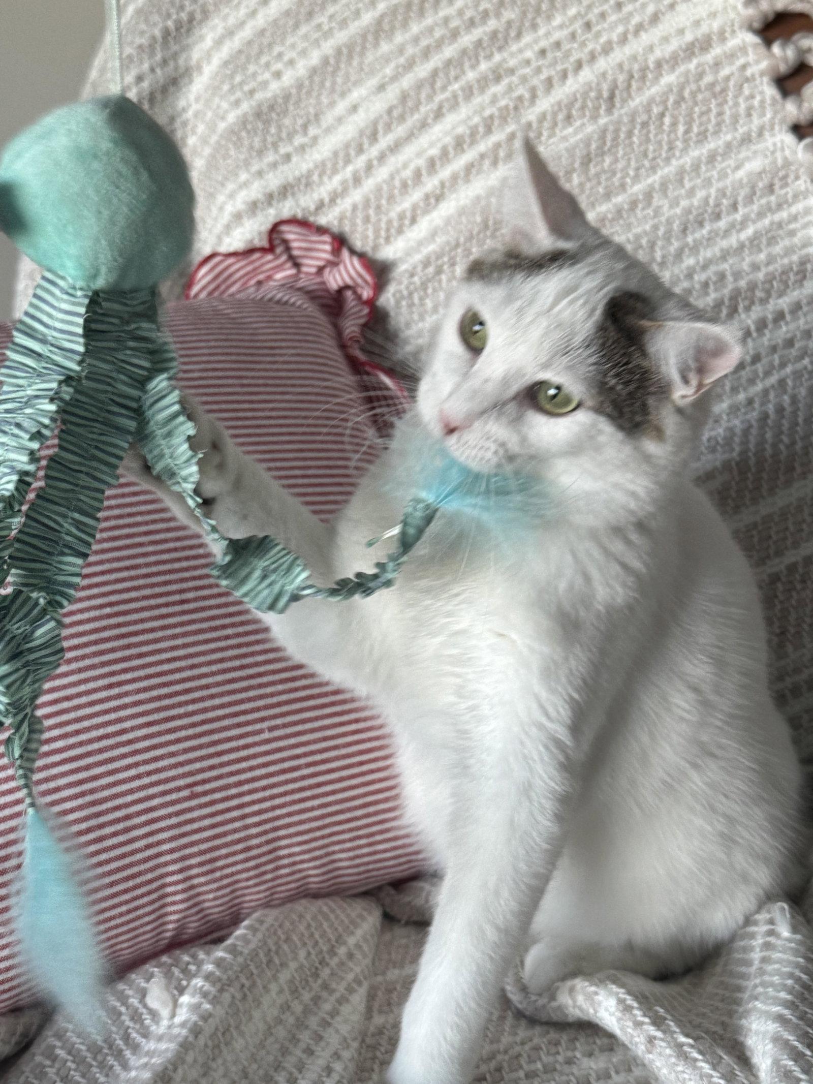 Storm E. Cuddles, a Adoptable Domestic Short Hair in Mankato, MN image 1/3