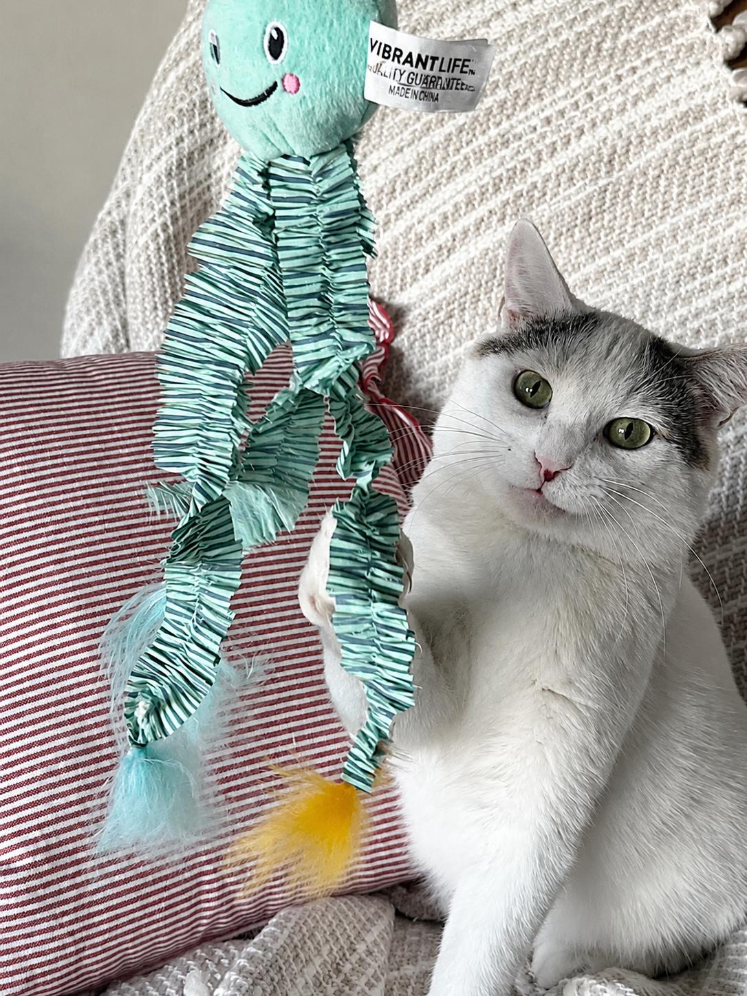 Storm E. Cuddles, a Adoptable Domestic Short Hair in Mankato, MN image 2/3