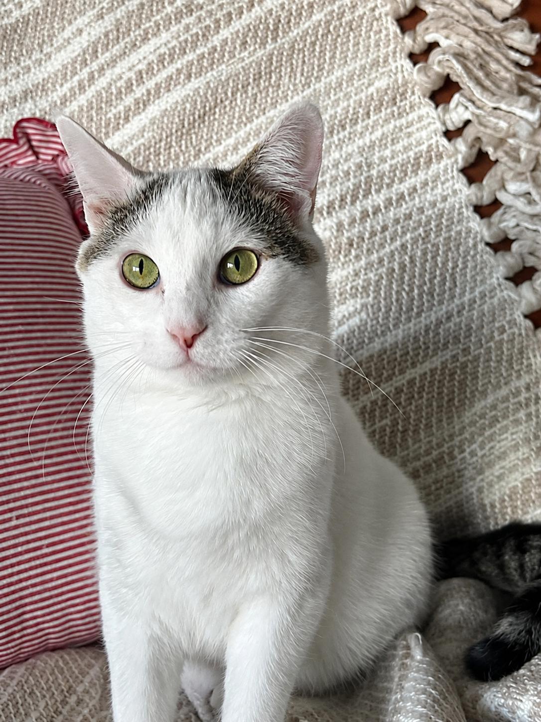 Storm E. Cuddles, a Adoptable Domestic Short Hair in Mankato, MN image 3/3