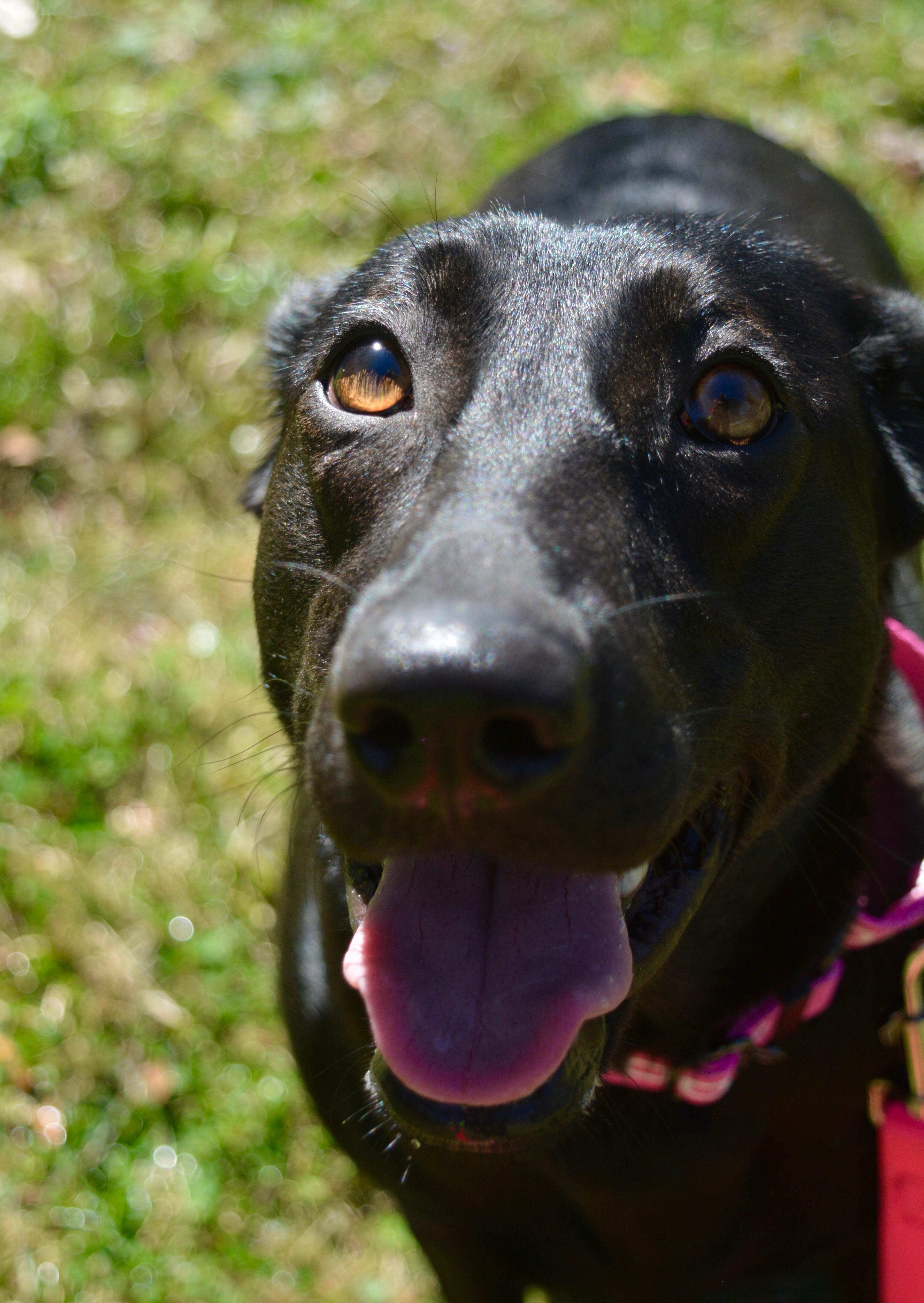 Enlarge Vivian , a Adoptable mixed breed in Johnston, RI image 5/6