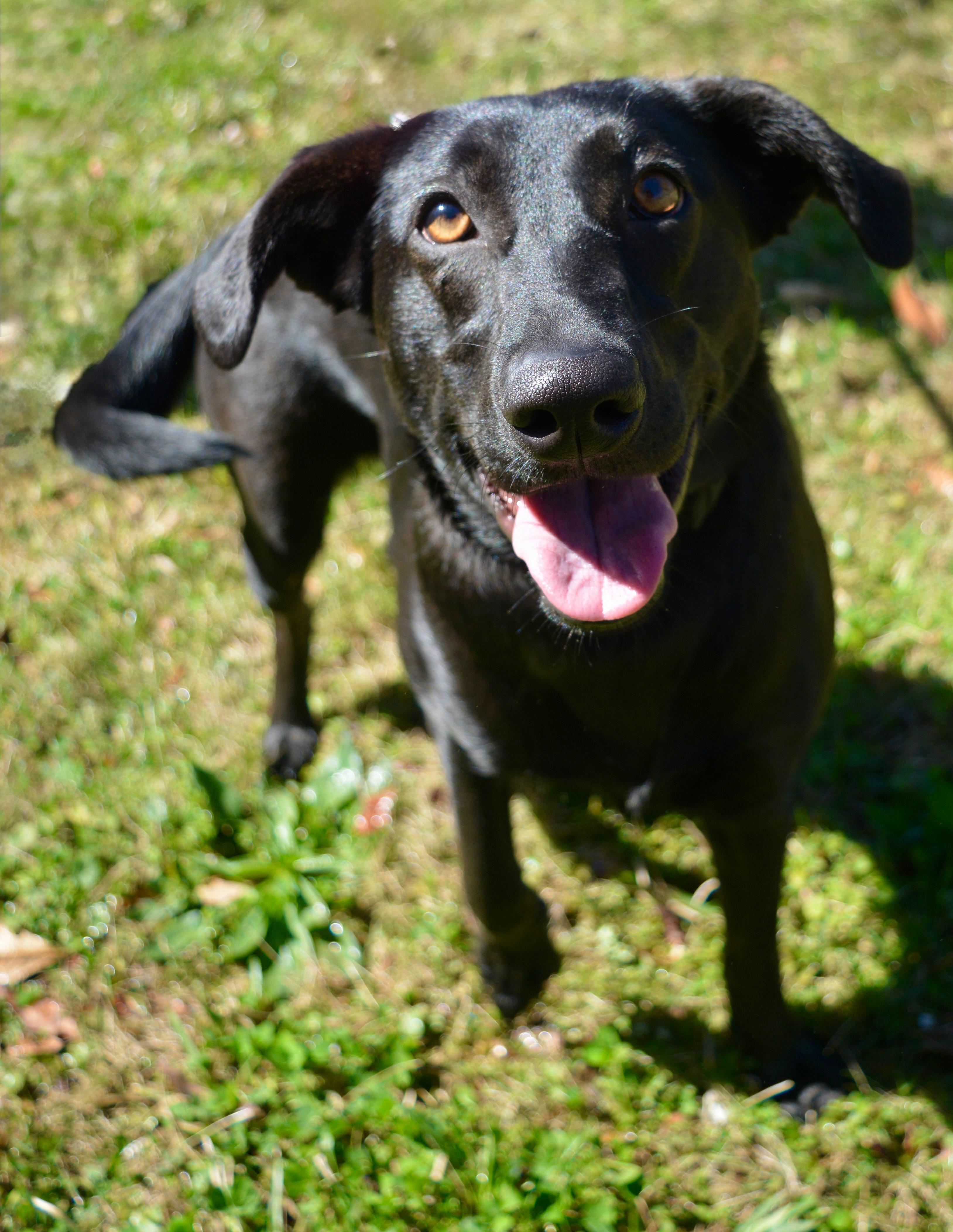 Enlarge Vivian , a Adoptable mixed breed in Johnston, RI image 3/6