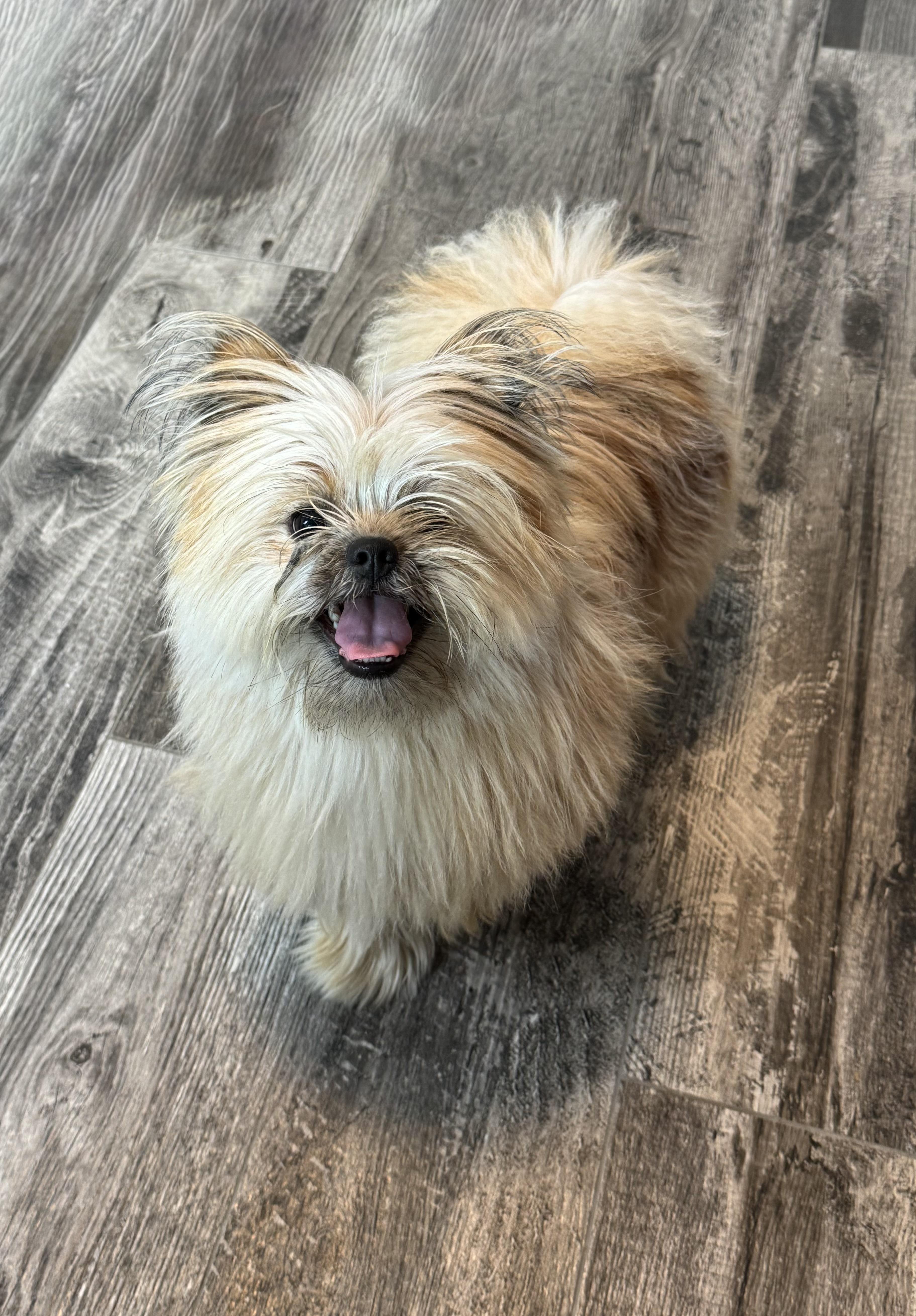 Jax - Transport available, an adopted mixed breed in Lauderdale by the Sea , FL image 3/6