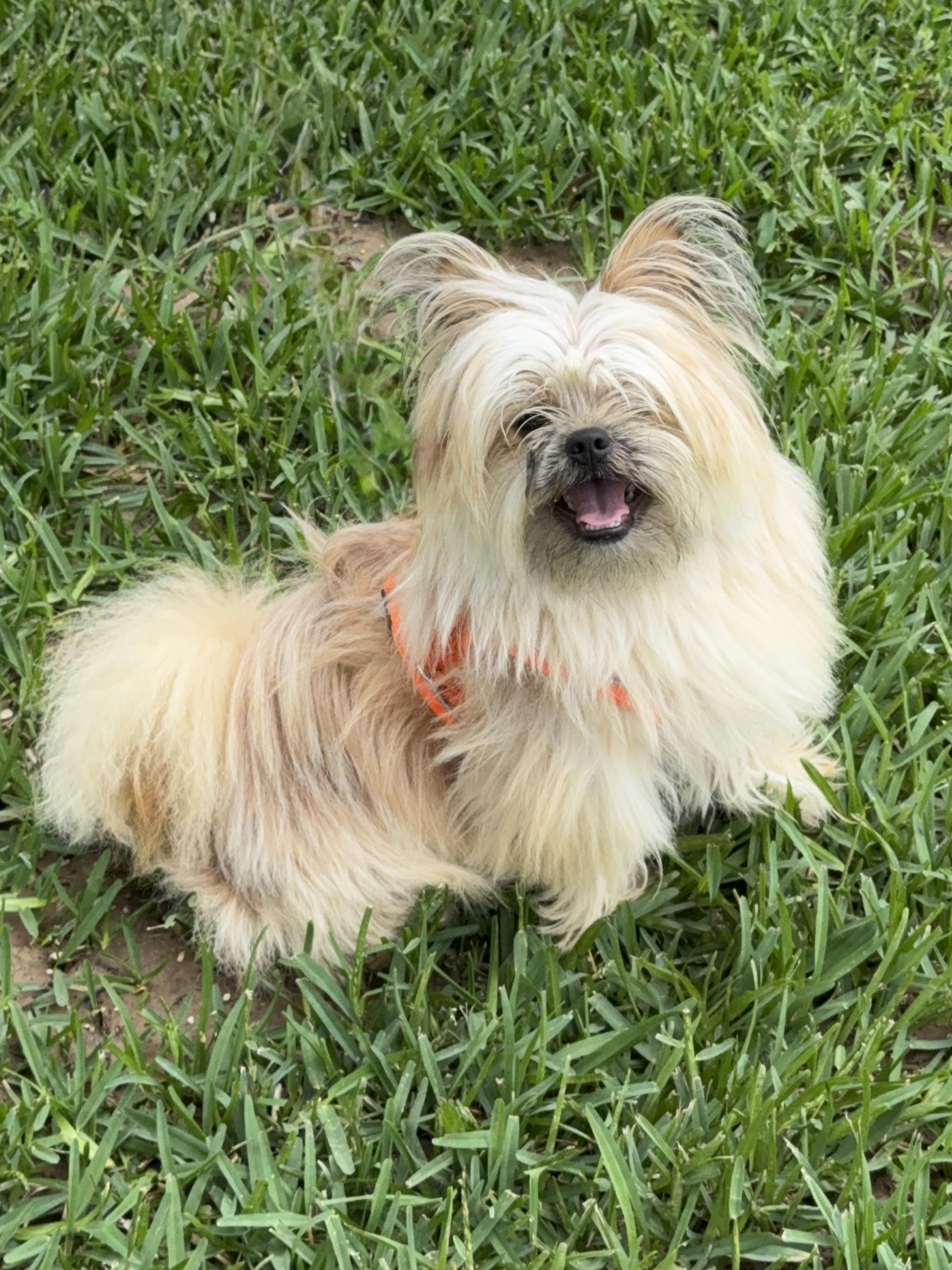 Jax - Transport available, an adopted mixed breed in Lauderdale by the Sea , FL image 5/6