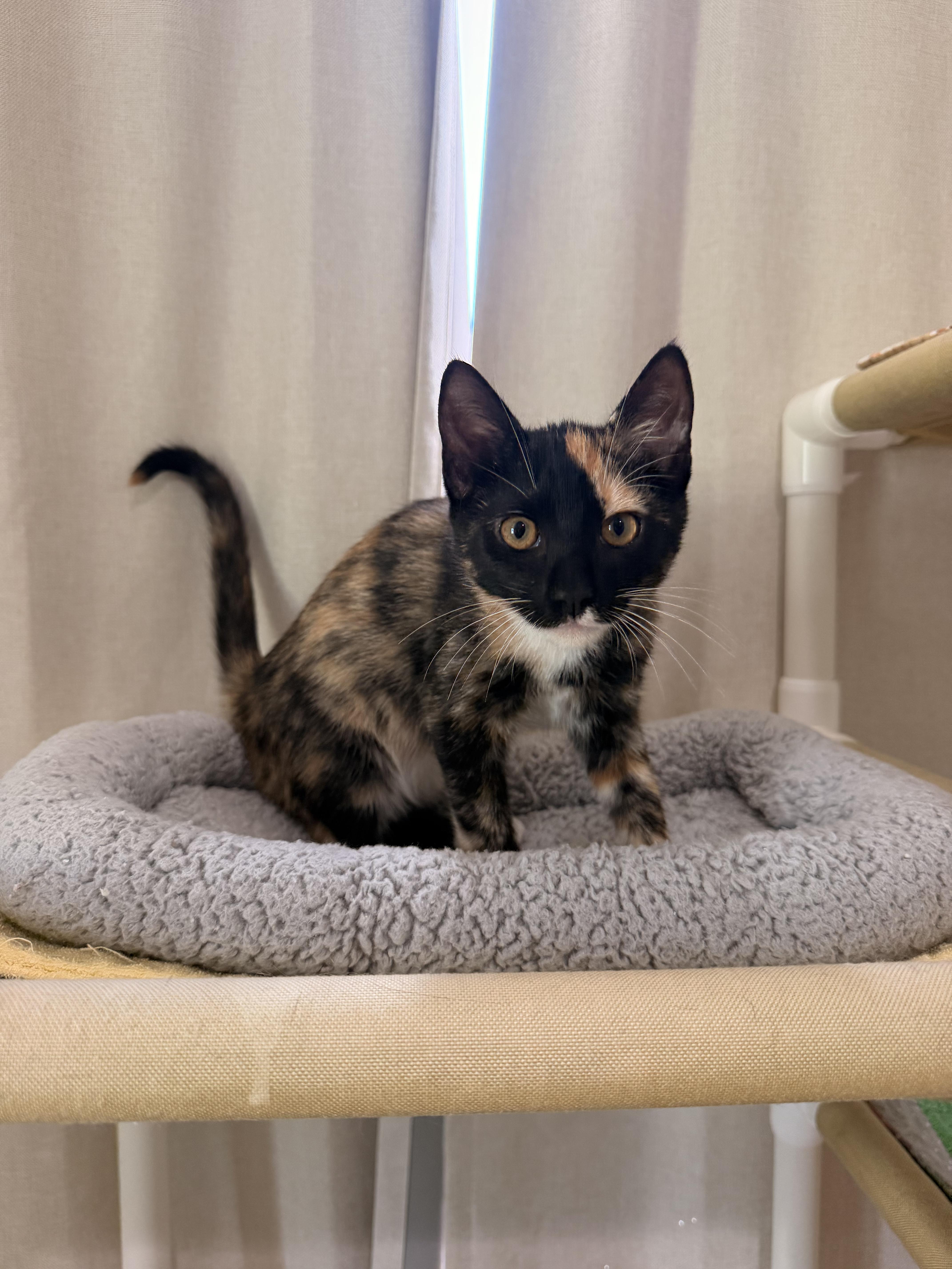 Little Harley, adopted, Kitten Female Calico.
