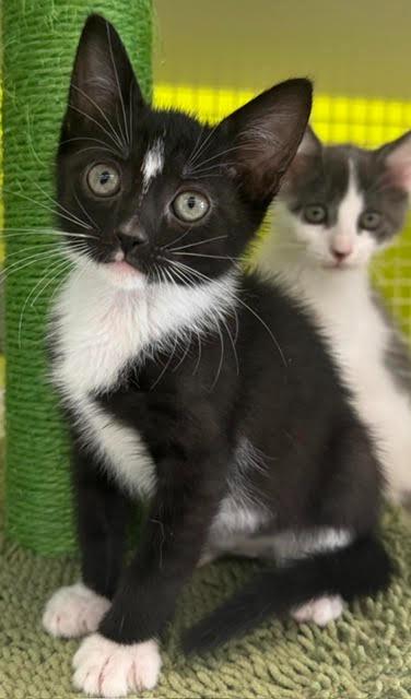 Terry, Adoptable, Kitten Female Domestic Short Hair.