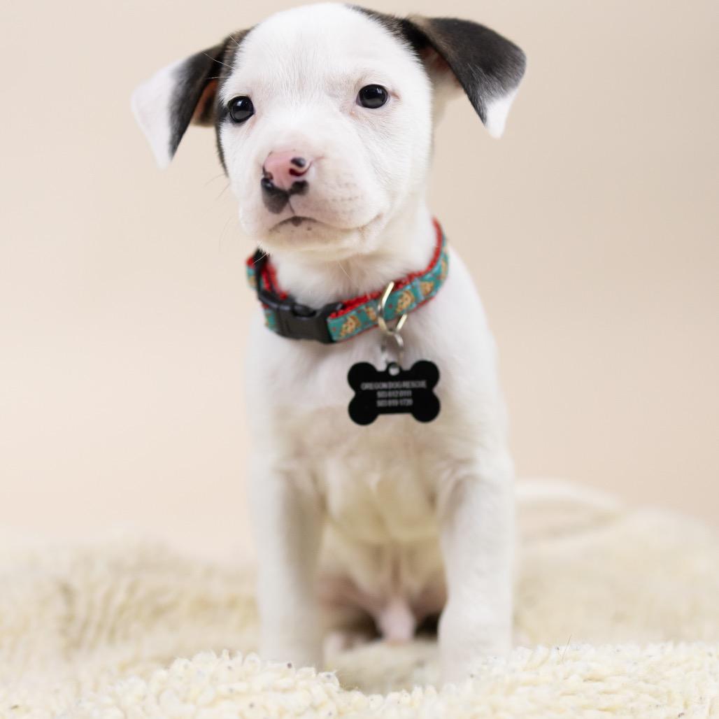 Nissan, Adoptable, Puppy Male Cattle Dog.