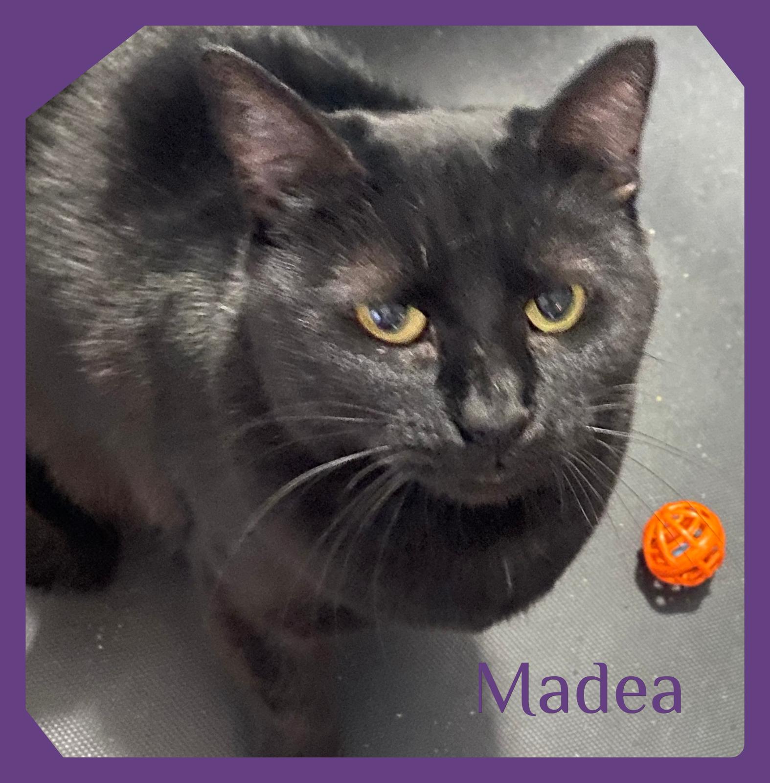 Enlarge MADEA, a ADOPTABLE mixed breed in Lawton, OK image 1/1