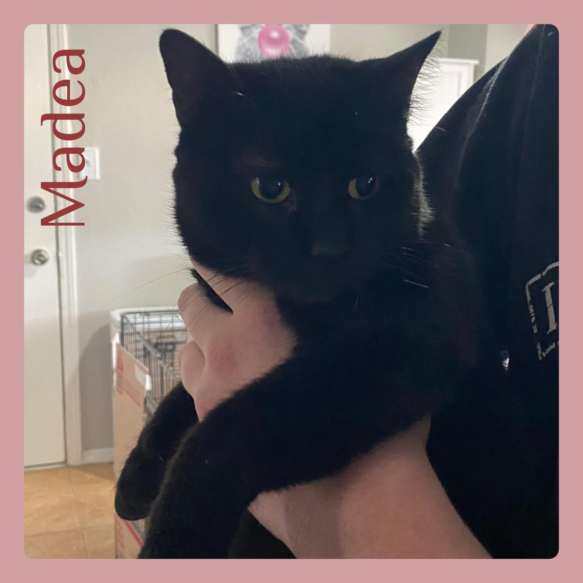 MADEA, ADOPTABLE, Young Female Tabby.