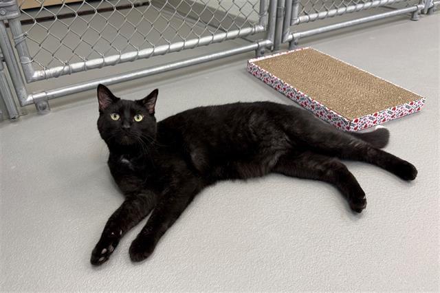 Q-TIP, Adoptable, Young Male Domestic Short Hair.