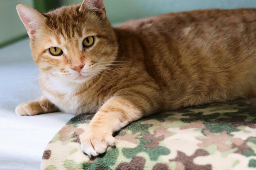 Cash, Adoptable, Adult Male Domestic Short Hair.