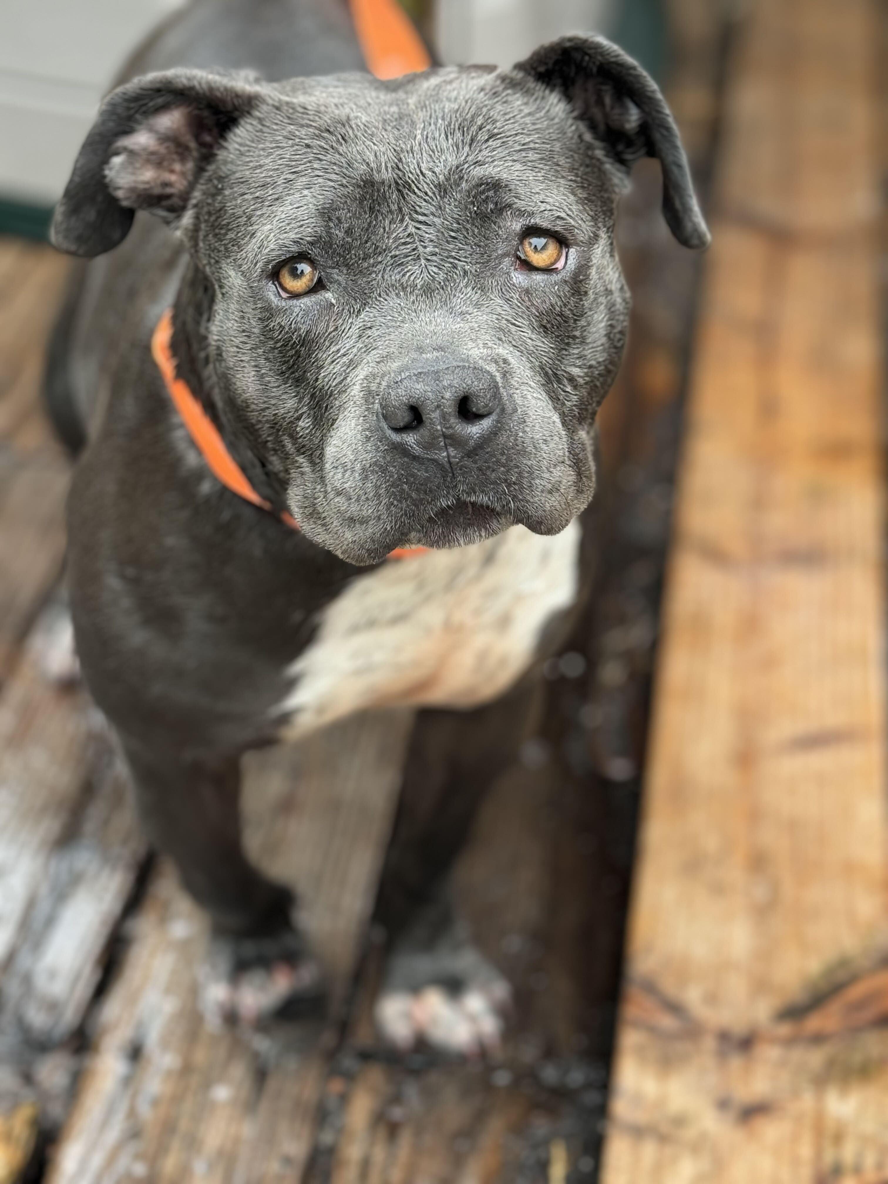 Enlarge GRACIE, a ADOPTABLE mixed breed in San Francisco, CA image 1/1