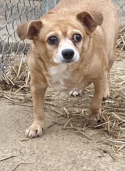 Duchess, adopted, Senior Female Chihuahua.